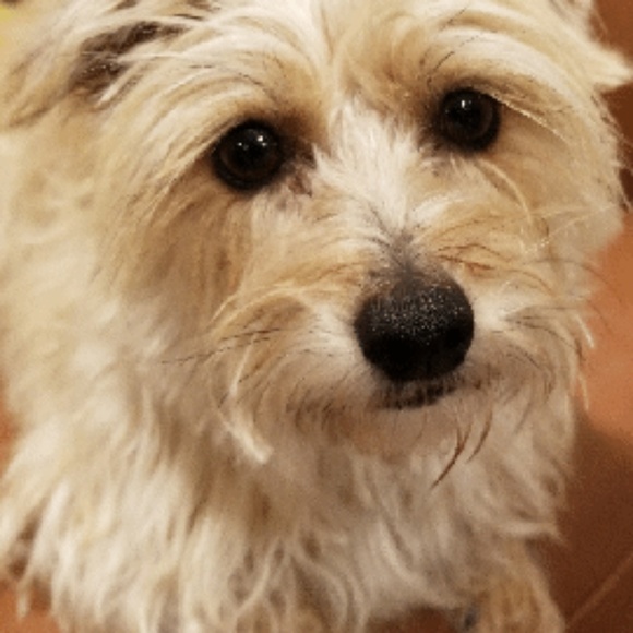 Meet your Posher, Colleen - Picture 1 of 1